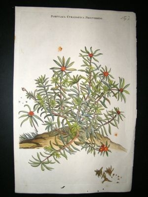 Commelin 1697 Hand Col Botanical. Portulaca Curassavica Procumbens 5