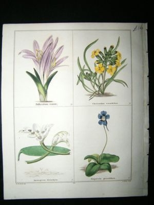 Maund C1830 Spring Bulbocodium, Wall Flower, Aponogeton, Pinguicula 140. Hand Co