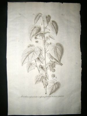 Dillenius 1774 Folio Botanical Print. Abutilon 5