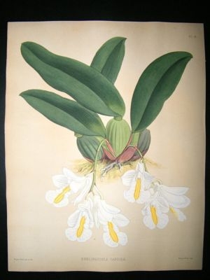 Fitch And Warner Orchid Album: 1880's Burlington Candida 18. Hand Coloured, Bota