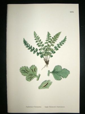Botanical Print 1899 Lady Clermont's Spleenwort Fern, S