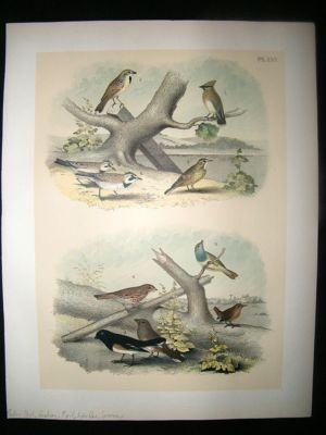 Studer 1881 Folio Bird Print. Cedar Bird, Bunting, Pipit, Warbler, Sparrow