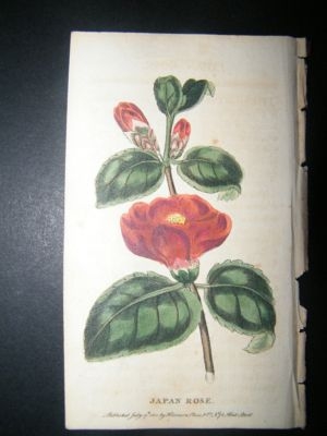 Botanical Print: 1800  Japan Rose, Hand Colored