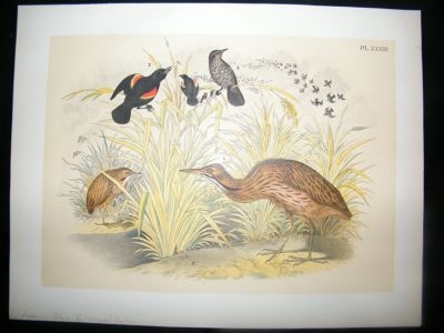 Studer 1881 Folio Bird Print. American Bittern, Red Winged Starling