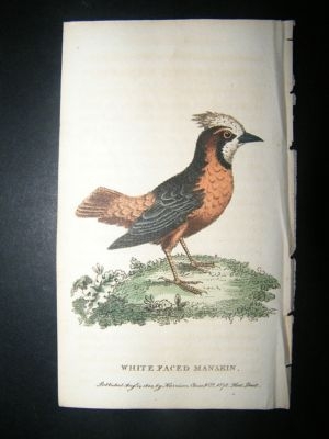 Bird Print: 1800 White Faced Manakin