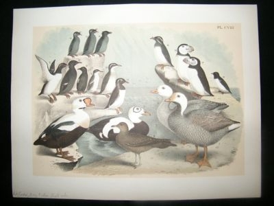 Studer 1881 Folio Bird Print. Auk, Geese, King Eider, Duck etc