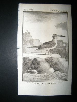 Bird Print: 1781 Black Skimmer, Buffon Copper Plate