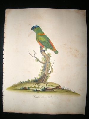 William Hayes: 1817 Sapphire Crowne Parakeet Bird