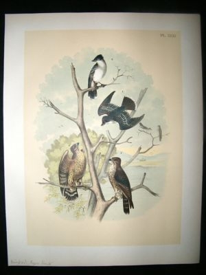 Studer 1881 Folio Bird Print. Kingbird, Pigeon, Hawk