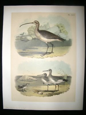 Studer 1881 Folio Bird Print. Long-Billed Curlew & Willet