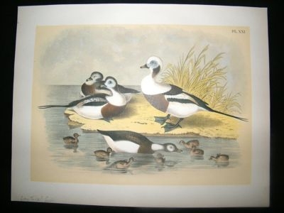 Studer 1881 Folio Bird Print. Long Tailed Ducks