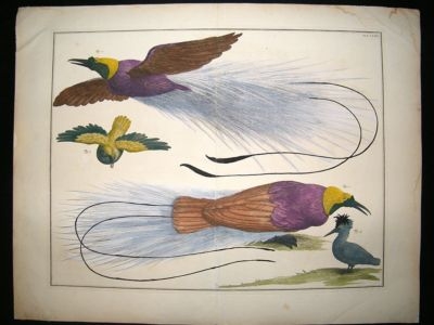 Albertus Seba: C1750 Paradise Birds 63. LG Folio Hand Col Print