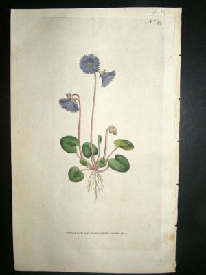 Botanical Print 1787 Alpine Soldanella #49, Curtis hand