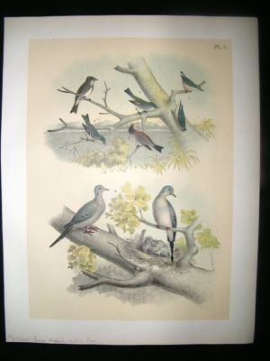 Studer 1881 Folio Bird Print. Flycatcher, Pewee, Nuthatch, Carolina Dove