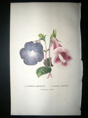 Botanical Print: 1845 Achimenes Liepmannii, HC
