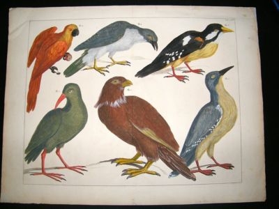 Albertus Seba: C1750 Mexican Birds 64. LG Folio Hand Col Print