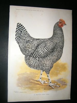 Profitable Farm and Garden: 1902 Scotch Grey Hen, Poult