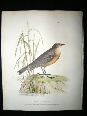 Swainson 1831 Reddish Brown Titlark, Hand Col Bird Prin