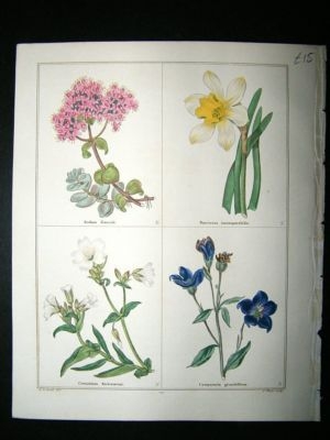 Maund C1830 Ewer's Stonecrop, Narcissus, Cerastium, Bell Flower 129. Hand Col Bo