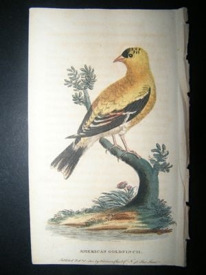 Bird Print: 1800 American Goldfinch, Hand Col