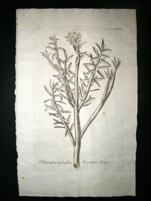 Dillenius 1774 Folio Botanical Print. Tithymalus Euphorbia 289