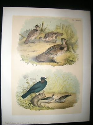 Studer 1881 Folio Bird Print. Ruffed Grouse, White Crowned Pigeon, Ground Dove