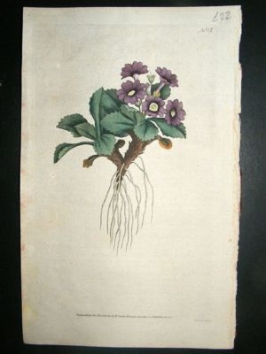 Botanical Print 1787 Mountain Primula #14, Curtis hand