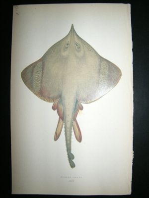 Fish Print: 1869 Burton Skate, Couch