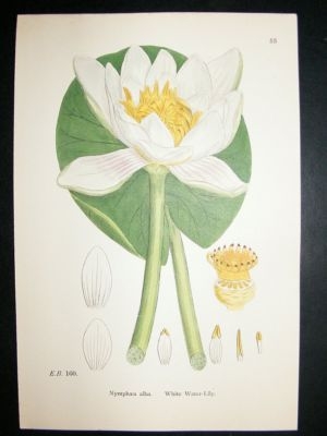Botanical Print 1899 White Water-Lily, Sowerby Hand Col