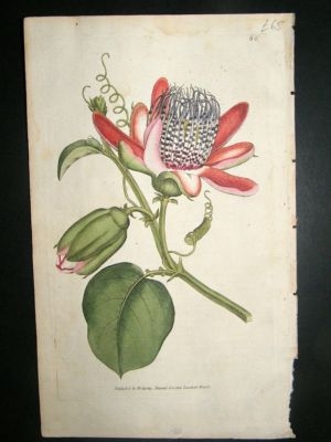 Botanical Print 1788 Winged Passion Flower #66, Curtis
