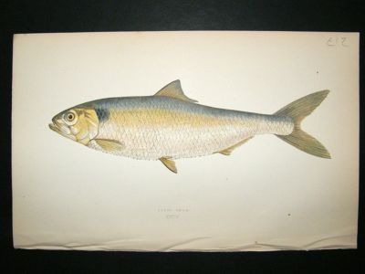 Fish Print: 1869 All's Shad, Couch