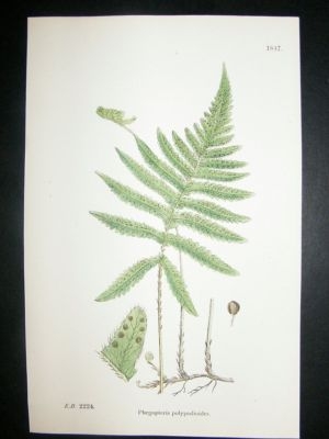 Botanical Print 1899 Phegopteris Polypodiodes Fern, Sow