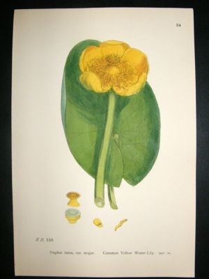 Botanical Print 1899 Common Yellow Water Lily, Var.X, S