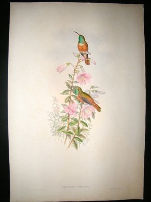 Gould Family of Hummingbirds: C1860 Amazili. Folio Hand Col