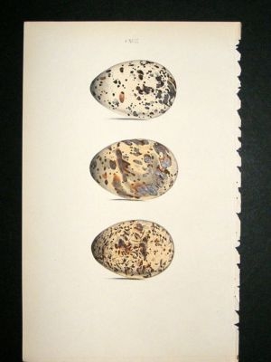 Bird Egg Print 1846 Sandwich Tern, Hand Col Hewitson