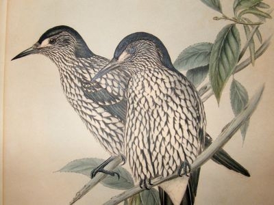 Gould Birds of Asia: C1860 Many Spotted Nutcracker