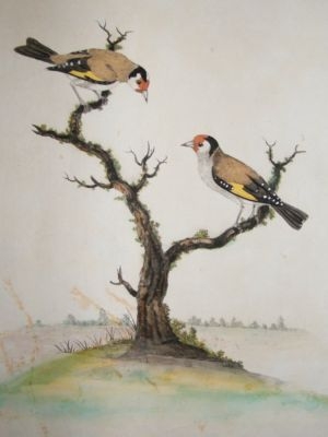 William Hayes: 18th Century Bird Print. Goldfinches. Trail Proof? RARE Signed