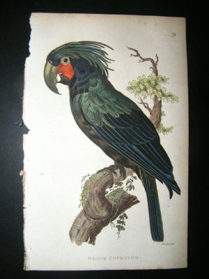 Shaw: 1811 Hand Col Bird, Black Cockatoo.