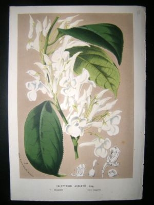 Botanical Print: C1860 Calyptrion Aubletii, Antique