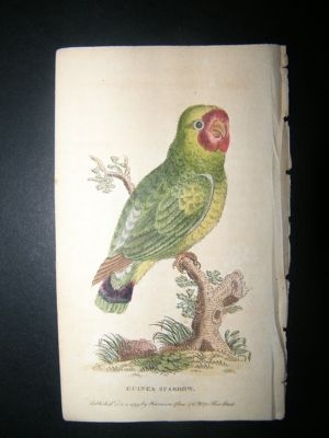 Bird Print: 1799 Guinea Sparrow, Hand Col