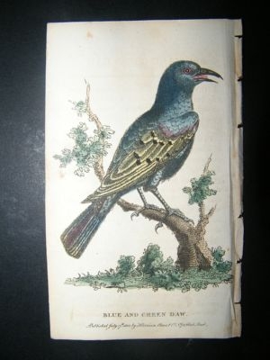 Bird Print: 1800 Blue & Green Daw, Hand Col