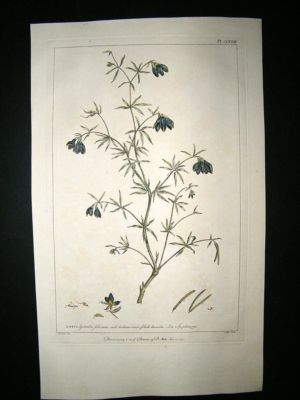 Miller: 1760 Folio Hand Col Botanical. Lotus Flower