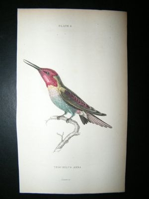 Jardine: C1840 Trochilus Anna Hummingbird. Hand Col Print
