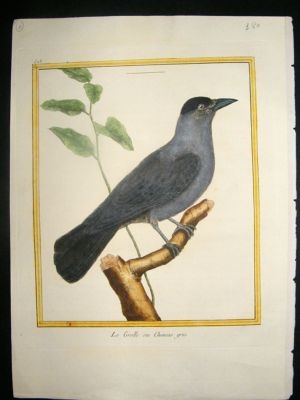 Martinet: c1770 Jackdaw, hand coloured bird print.