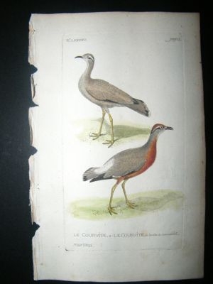 Martinet: C1780 Coursers, Hand Colored Bird