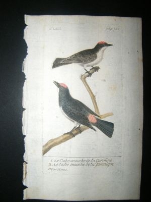 Martinet: C1780 Swallows, Hand Colored Bird