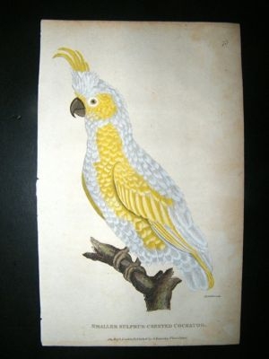 Shaw: 1811 Hand Col Bird, Sulpher Crested Cockatoo.