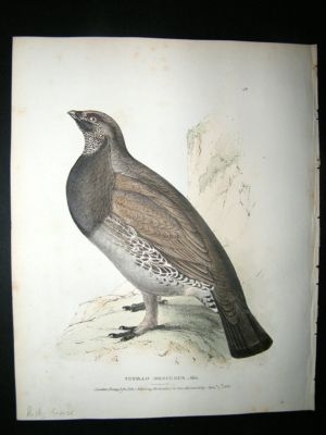 Swainson 1831 Dusky Grouse. Hand Col Bird Print