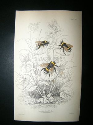 Jardine: C1840 Common Humble Bee, Hand Col