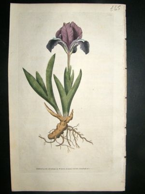 Botanical Print 1787 Dwarf Iris #9, Curtis hand col'
